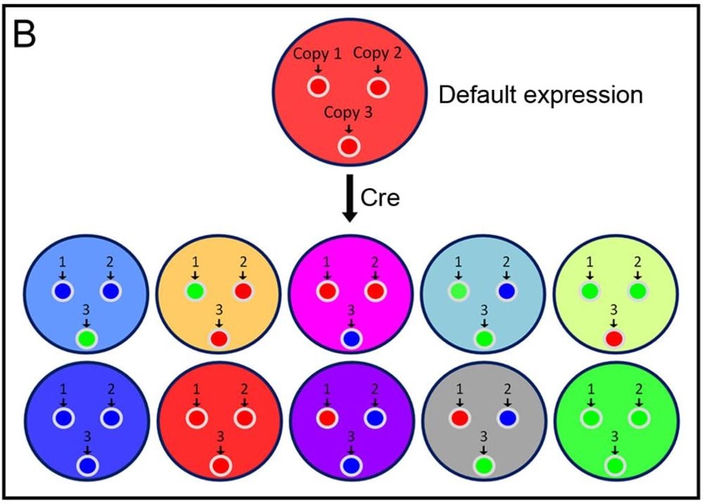 improved tools for the brainbow toolbox